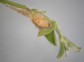 Mine of Syncopacma suecicella on Genista pilosa